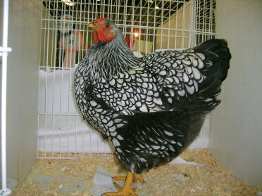 Pollo in posa