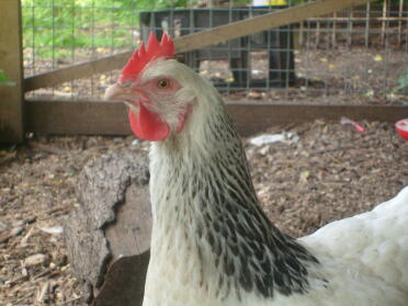 Primo piano di pollo in esecuzione