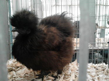 Silkie nera