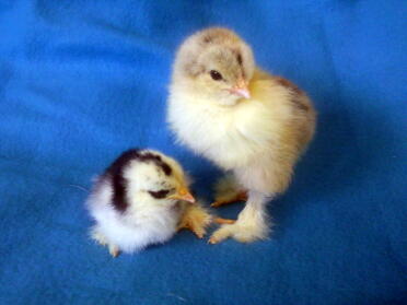 Brahma e Pekin Chicks