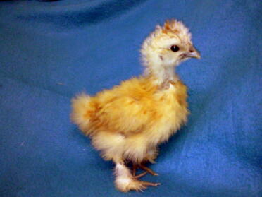 Pulcino di Silkie in miniatura