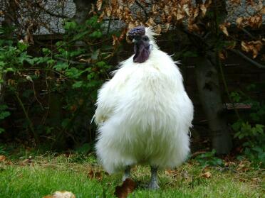 Galletto di Silkie, Bentley, che sembra orgoglioso.