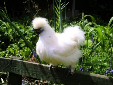 Silkie galletto in giardino