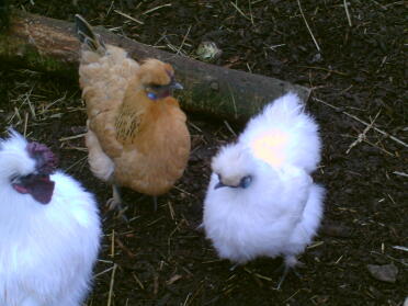 silkie bianca e silkie attraversano il sussex