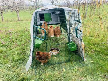 Super pollaio con trespolo fatto in casa 