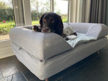 La taglia l è perfetta per il nostro springer spaniel inglese x heidewachtel.