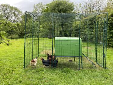 Tenere le galline gallesi al sicuro