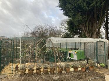  Eglu, 3 metri di estensione della pista e centro di intrattenimento, galline felici!!!