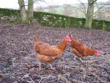 Galline del bosco in libertà