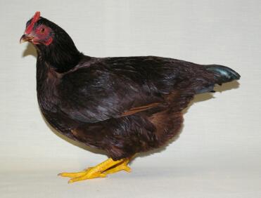 Pollo in posa