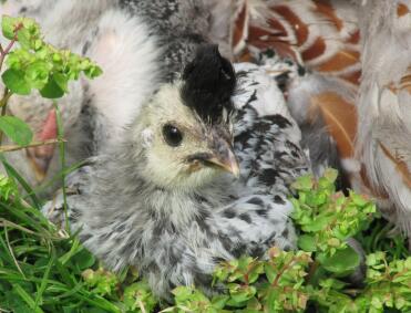 Primo piano del pollo all'appenzello