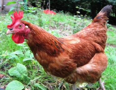 Primo piano di Gingernut ranger pollo