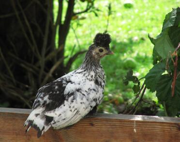 Pollo seduto sul recinto