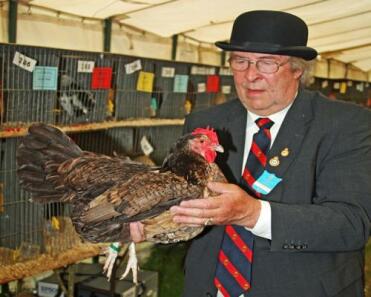 Varietà rossa di gallina Dorking