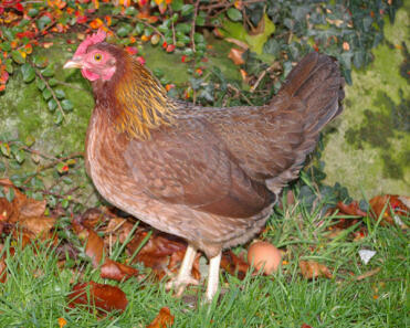 Gallina d'estate in giardino con l'uovo