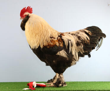 Henry 1 ° in mostra Salmon faverolle Bantam