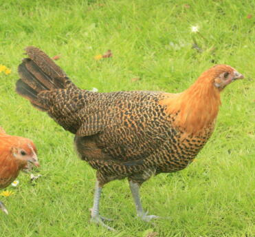 gallina campina dorata a 14 sett