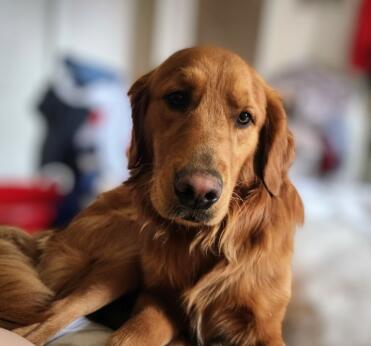 Questo è il mio adorabile floofy boomer. è davvero il cucciolo più dolce di sempre!!! (una volta superata la fase dello squalo di terra!) lol