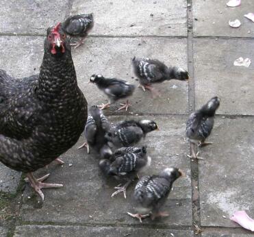 Broody Marans con i pulcini