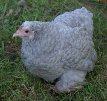 Bantam alla lavanda