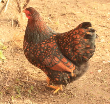 gallina bantam con lacci dorati