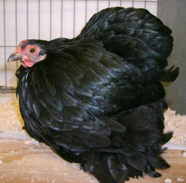 Pollo nero pekin