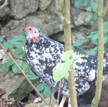 Pollo vicino al muro