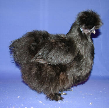 Pollo nero silkie