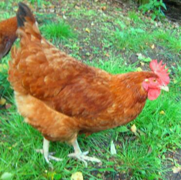 Pollo di noccioline in giardino