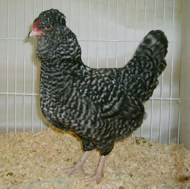 Pollo aracauna