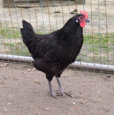 Pollo che guarda fuori dalla corsa