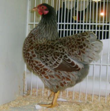 Pollo in gabbia