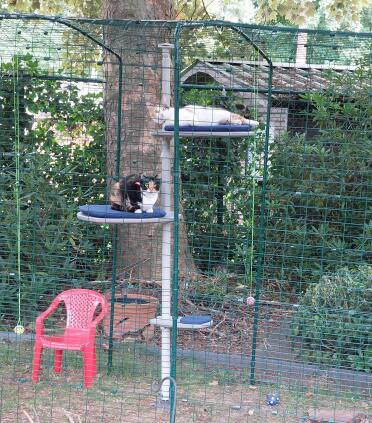 Si divertono molto con il catio e il palo!