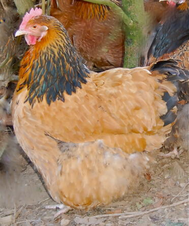 Emma la gallina colombiana buff