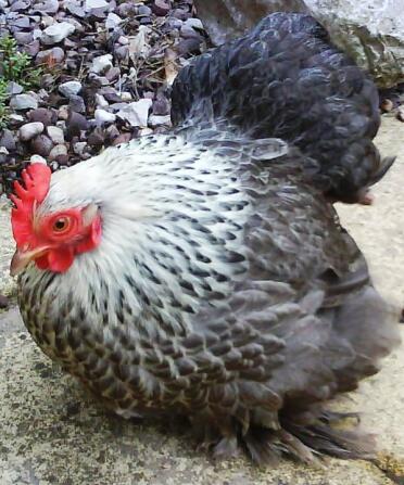 Silver Partridge Hen