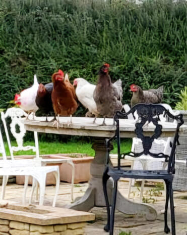 Pulcini sul nostro tavolo prima che tornino al loro Omlet!