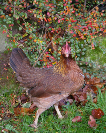 Gallina d'estate in giardino