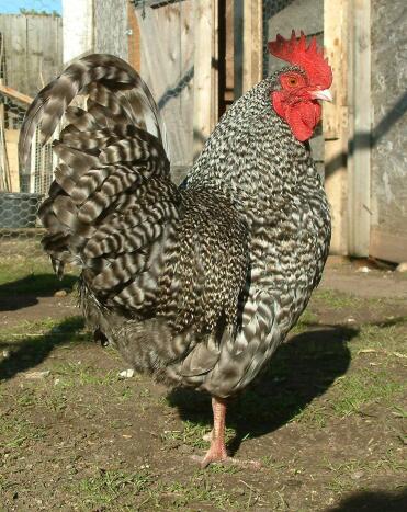 Bantam Cuckoo Marans galletto