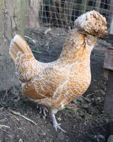 Buff Laced Hen