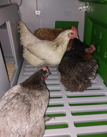 5 galline di dimensioni 