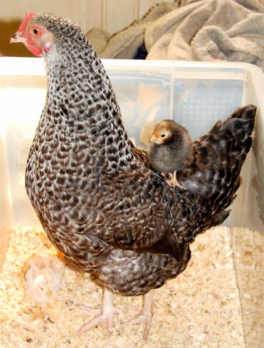 Rose - Gallina macchiata