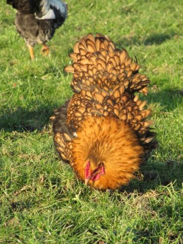 Pollo in cerca di vermi nell'erba