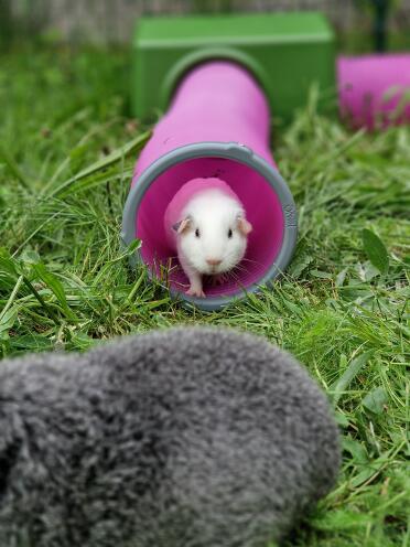 Cucciolo di porcellino d'india nel suo tunnel