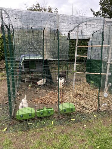 Rinnovato il recinto con i pali e attaccato Cube all'esterno. ora c'è spazio per altre galline. 