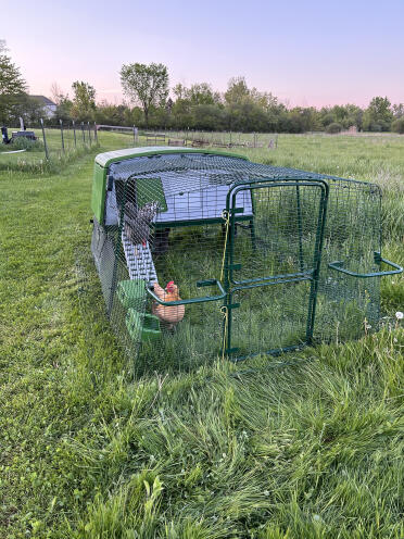 Le galline amano la loro nuova casa. 