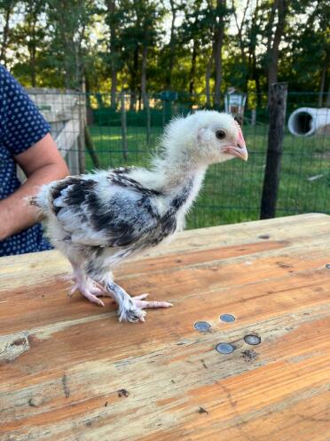 Bellissimo gallo tedesco faverolle