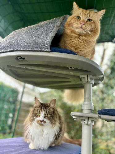 Divertimento sul nostro albero per gatti all'aperto