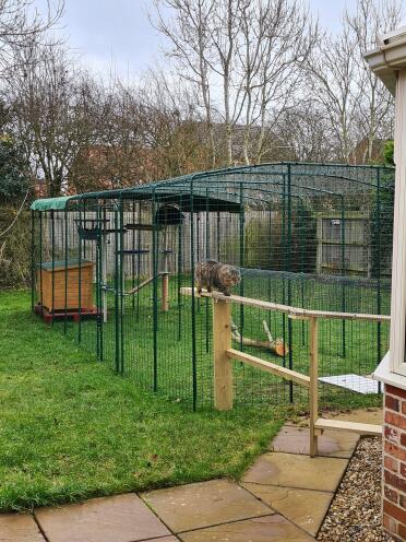 Il mio catio gigante