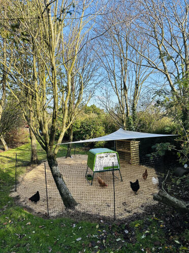 Le ragazze sono pronte nel loro giardino d'inverno grazie a Omlet! 🐓 