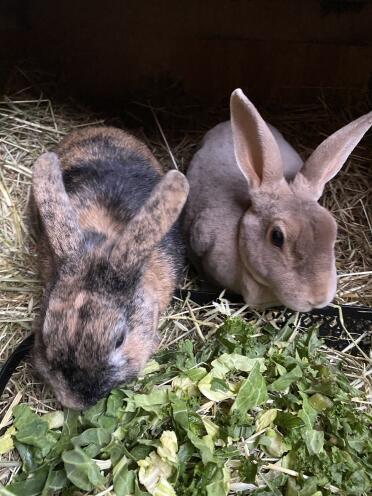 La felicità è un pasto per due 💗❤️💙